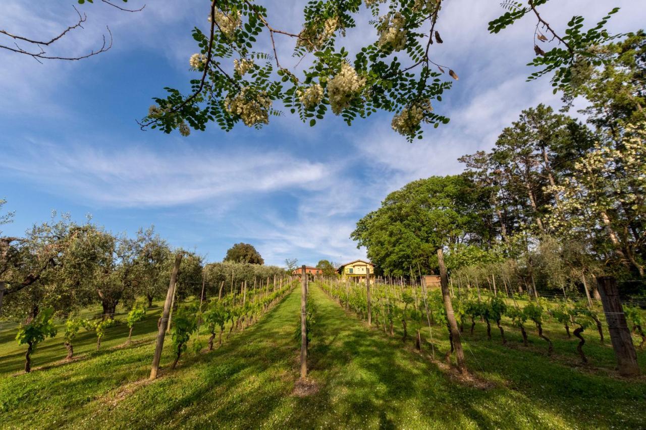 Podere Sant'Antonio Fauglia エクステリア 写真