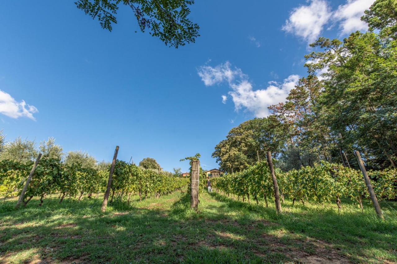 Podere Sant'Antonio Fauglia エクステリア 写真