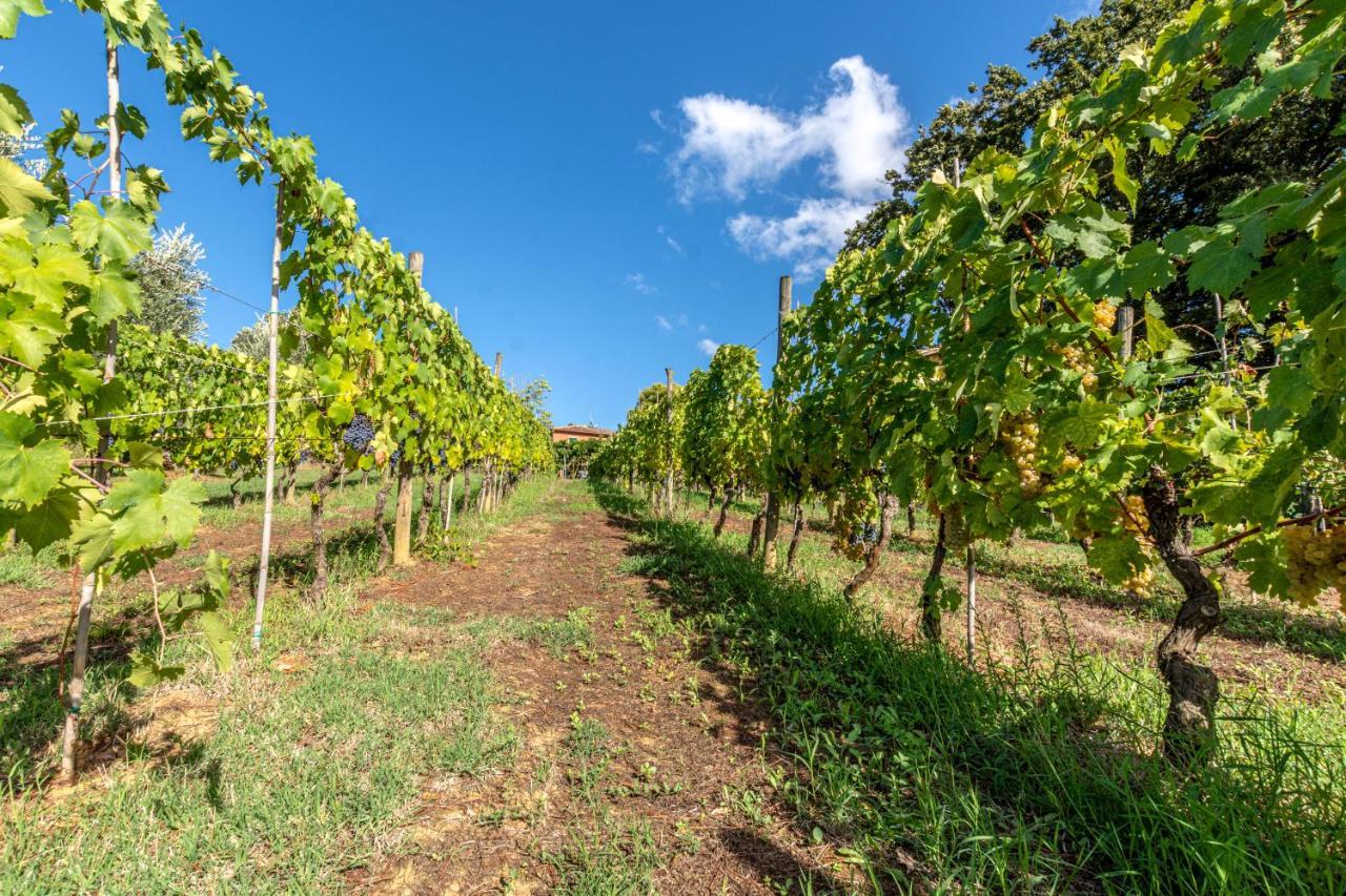 Podere Sant'Antonio Fauglia エクステリア 写真