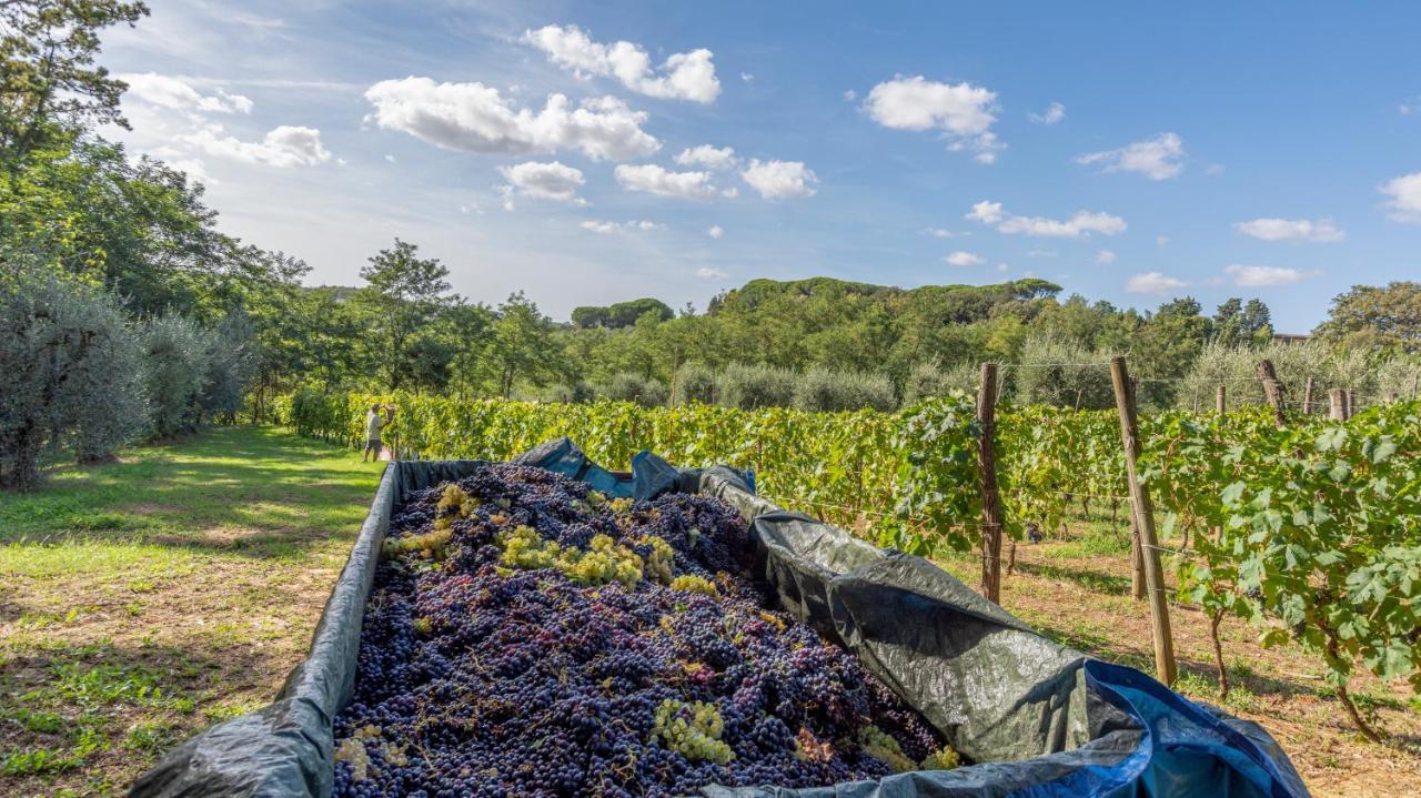 Podere Sant'Antonio Fauglia エクステリア 写真